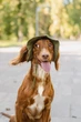 Одежда Hat-Dog Панама из хлопка для собак, хаки с патчем L (HDPA00KH::613) - изображение 3