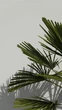 Пальма Trachycarpus Fortunei(Chamaerops Excelsa) 130 см - изображение 2