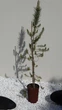Экзотическое хвойное растение Сосна итальянская Пиния (Pinus pinea) «Spanish Premium» — высота 140 см - изображение 1