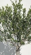 Оливковое дерево европейская Арбекина (Olea europaea Arbequina), возраст 10-15 лет - изображение 3