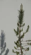 Экзотическое хвойное растение Сосна итальянская Пиния (Pinus pinea) «Spanish Premium» — высота 140 см - изображение 2