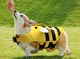Спасательный жилет для собак Derby Bee Design Dog Life Vest, L - изображение 1