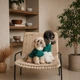 Рубашка для собак Pet Fashion Seaman зелёная размер S (MLZ12167) - изображение 4