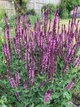 Шавлія дубравна Карадонна Пінк (Caradonna Pink Inspiration), P9 - зображення 1