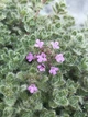 Чебрець (Тимьян) 'Pseudolanuginosus' (Псевдоланогіносус), Р9 - зображення 2