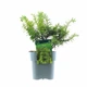 Тис ягідний Taxus baccata Summergold (9 горщик) - изображение 1