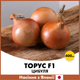 Лук Торус F1, 400 шт, Япония - изображение 1