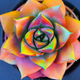 Сукулент Ехеверія Echeveria purpusorum з райдужним забарвленням D6см - изображение 2