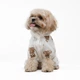 Комбінезон для собак Pet Fashion Pluto S - білий - изображение 4