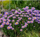 Айстра альпійська синя (Aster alpinus 'Blue'), Р9 - зображення 1