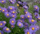 Айстра альпійська синя (Aster alpinus 'Blue'), Р9 - зображення 3