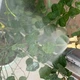 Садовый опрыскиватель с двойной насадкой 38 см для полива и защиты растений с двумя режимами синий пластиковый - изображение 7