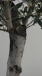 Оливковое дерево европейское Арбекина «Spanish Premium» (Olea europaea Arbequina) — Возраст 30-35 лет - изображение 4
