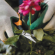 Ножиці для рослин і квітів Fiskars Solid ™ Softgrip SP15 1051602 - изображение 5