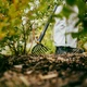 Насадка-граблі для троянд Fiskars OneClick™ (1080676) - изображение 2