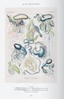 The Art and Science of Ernst Haeckel - Райнер Віллманн, Юлія Восс (9783836584289) - зображення 7
