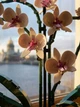 Квітка конструктор Орхідея з вазою 10311 icons Botanical 608 деталей квіти в горщику реалістична колекція подарунок - зображення 7