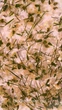 Гель для дизайна с сухоцветами Crooz Bloom flower №01 розовый 5 мл - изображение 3
