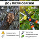Ножиці садові AgroStar мод.097 68см для зрізу живоплоту кущів гілок загартована сталь секатор ручний - зображення 4
