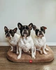 Лежанка для собак WAUDOG Relax, Доріс велюр, зі знімним чохлом, бежева, розмір M (80 см x 55 см) - зображення 3