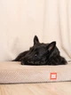Лежанка для собак WAUDOG Relax, Доріс велюр, зі знімним чохлом, бежева, розмір M (80 см x 55 см) - зображення 4