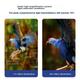 Монокулярный телескоп BOSMA Hummingbird 11-33X56ED с высоким увеличением и ED-линзой, заполненный азотом, водонепроницаемый, подходит для использования со смартфоном. - изображение 5