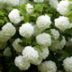 Калина Розеум (Viburnum opulus 'Roseum') декоративный куст С7,5 - изображение 1