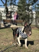 Шлея для собак дышащая WAUDOG Mesh с QR паспортом, рисунок "Зебра", XS (232-0055) - изображение 10