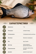 Декоративная плюшевая мягкая реалистичная подушка рыба КАРАСЬ 100см для дома подарка - изображение 3