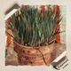 Постер Горшок с луком, Винсент ван Гог, Vincent van Gogh, Flowerpot with Chives, интерьерный декор, A3 40×30 см (id6819) - изображение 4