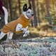 Утеплена куртка для собак Hurtta Warming Midlayer ECO 45 Гірчичний - изображение 10