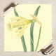 Постер Ботаническая иллюстрация, Narcissus Moschatus, растения, интерьерный постер, A2 60×45 см (id7156) - изображение 4