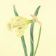 Интерьерная картина Ботаническая иллюстрация, Narcissus Moschatus, растения, интерьерный постер, 40×30 см (id7156) - изображение 6