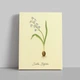 Интерьерная картина Ботаническая иллюстрация, Scilla Bifolia, растения, интерьерный постер, 40×30 см (id7155) - изображение 1