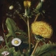 Інтер'єрна картина Отто Дидрик Оттесен, Натюрморт з кульбабами, Still Life, репродукція картини, 37×30 см (id7043) - зображення 6