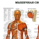 Интерьерная картина Мышечная система человека (рус.яз), медицинский плакат, 60×43 см (id5977) - изображение 3