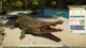 Ключ активації Planet Zoo 2: Deluxe Edition для Xbox Series S/X - зображення 2