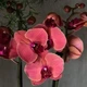 Орхідея (підліток зараз без квітів) TopDreams фаленопсис Phal Asian Coral, квіти 9 см, 1.7 (торфстакан) - зображення 1