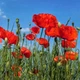 Насіння Мак польовий червоний, Papaver rhoeas 0.1 гр/уп - зображення 2