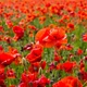 Насіння Мак польовий червоний, Papaver rhoeas 0.1 гр/уп - зображення 3