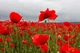 Насіння Мак польовий червоний, Papaver rhoeas 0.1 гр/уп - зображення 5