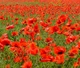 Насіння Мак польовий червоний, Papaver rhoeas 0.1 гр/уп - зображення 6