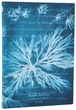 Notatnik Paperblanks Anna Atkins – Kwiaty morskie 12 x 18 cm 176 stron w linie (9780349713670) - obraz 1