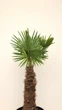 Пальма Трахікарпус Форчуна Trachycarpus Fortunei, стовбур 80 см, горщик 50 л — морозостійка віялова пальма - зображення 3