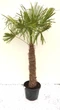 Пальма Трахікарпус Форчуна Trachycarpus Fortunei, стовбур 120 см, горщик 70 л — велика морозостійка віялова пальма - зображення 2