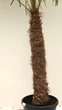 Пальма Трахікарпус Форчуна Trachycarpus Fortunei, стовбур 120 см, горщик 70 л — велика морозостійка віялова пальма - зображення 3