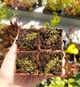 Рослина Пухирник Пузирчатка Пухирчатка Utricularia Bisquamata в горщику - изображение 9