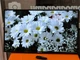 Телевизор Samsung RU50S00 50" LED/ 4K/ Smart TV/ Android - Б/У - изображение 1