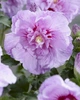Гібіскус сирійський 'Lavender Chiffon' ®. Контейнер 0,5л - зображення 3