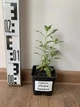 Шавлія Caradonna (Salvia nemerosa "Caradonna" - зображення 1